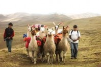 SAS Travel Peru