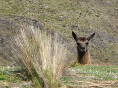 SAS Travel Peru - Recommended by Lonely Planet